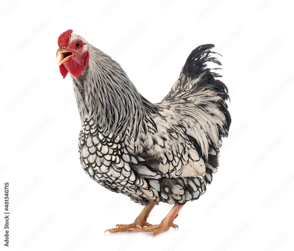 Fototapeta premium Wyandotte chicken in studio