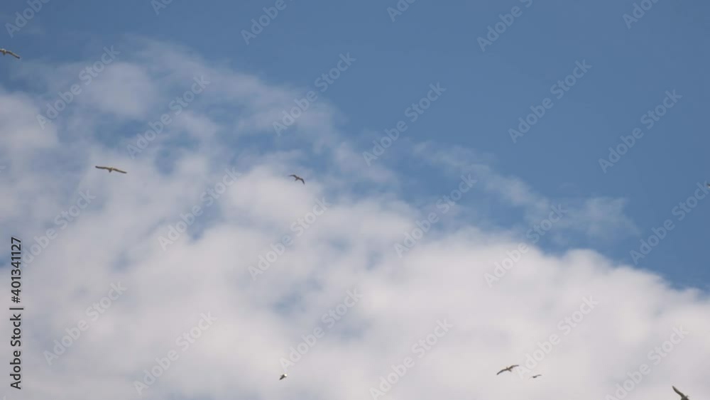 Many gulls fly against the background of blue sky and white clouds: birds flying over the sea, feeding flocks in the air Many gulls fly against the background of blue sky and white clouds: birds flying over the sea, feeding flocks in the air