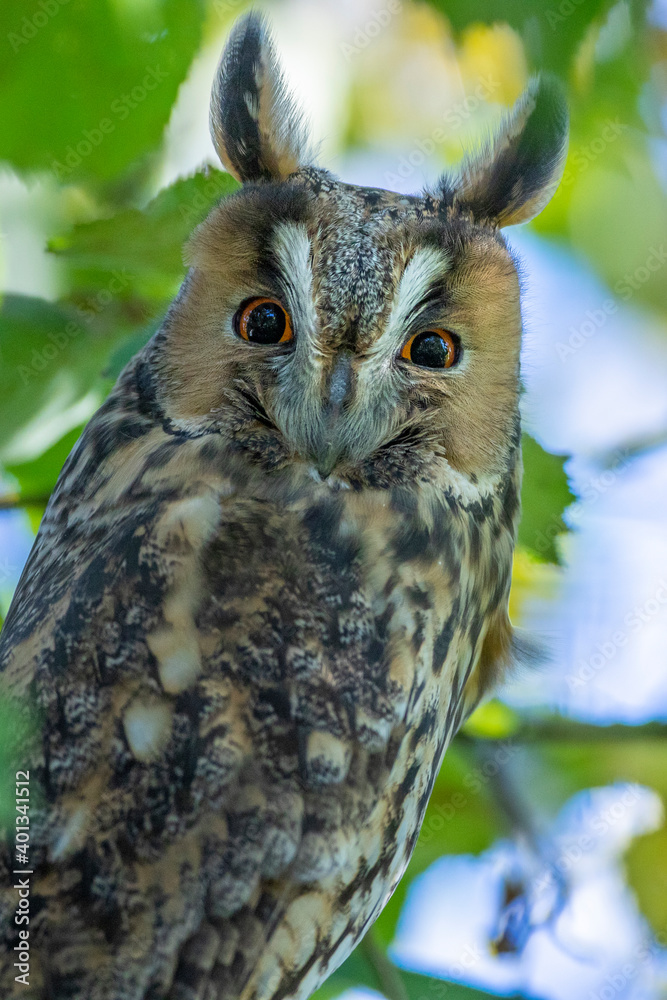 Waldohreule (Asio otus) Waldohreule (Asio otus)