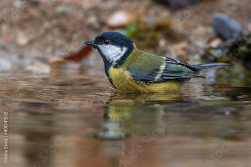 Kohlmeise (parus major) am Vogelbad