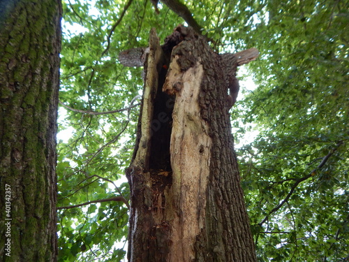 trunk of a tree