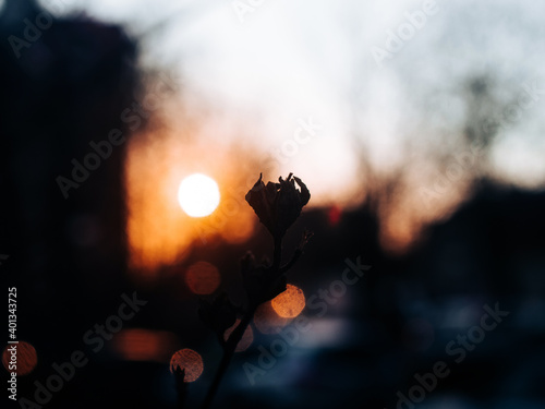 branch with small leaves at sunset