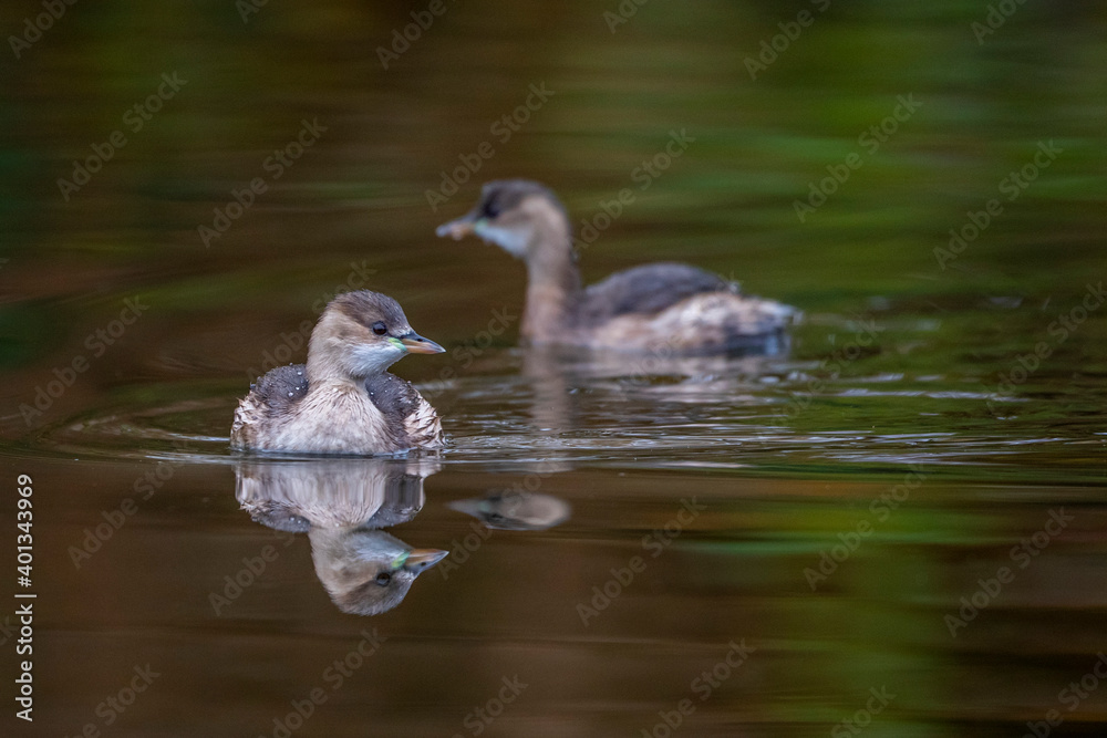 Zwergtaucher (Tachybaptus ruficollis) Zwergtaucher (Tachybaptus ruficollis)