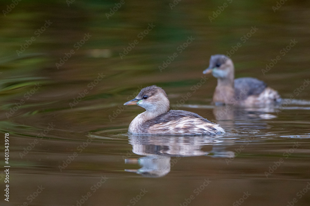 Zwergtaucher (Tachybaptus ruficollis) Zwergtaucher (Tachybaptus ruficollis)