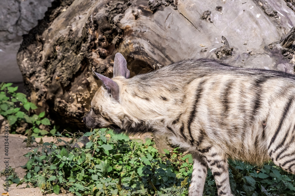 Obraz premium Striped Hyena (Hyaena hyaena)