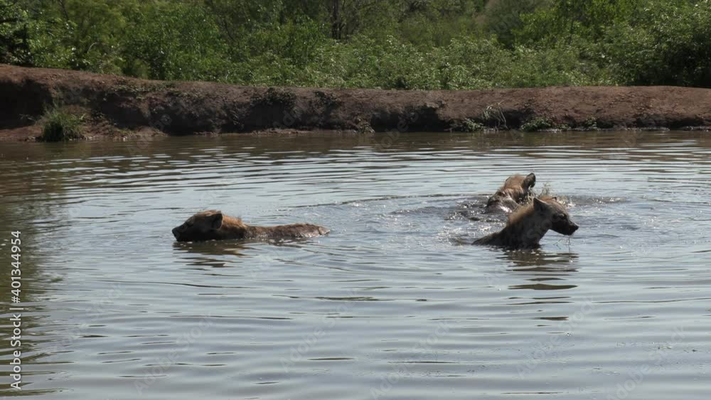 A small group of hyena moving around in shallow water to cool off. A small group of hyena moving around in shallow water to cool off.