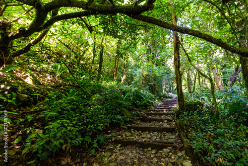 Stone and wooden stairs in mysterious forest. Hiking trail for hiking tours