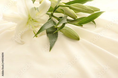 百合の花 白布背景