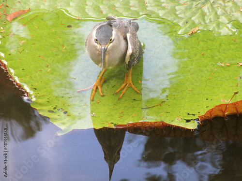 Εκτύπωση καμβά Mauritius Heron Water Lily Sir Seewoosagur Ramgoolam Botanical Garden