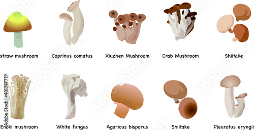 Organic natural healthy shiitake mushroom food spice isolated collection set premium vector illustration
