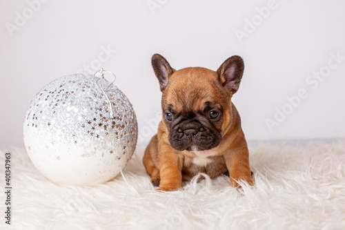 French bulldog puppy for Christmas background, Christmas tree toys, Christmas © Olesya Pogosskaya
