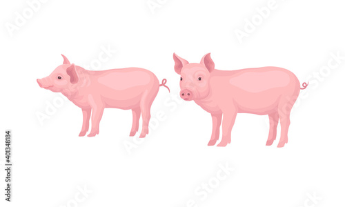 Pink Pig as Even-toed Ungulate Domestic Animal in Different Poses Vector Set photo