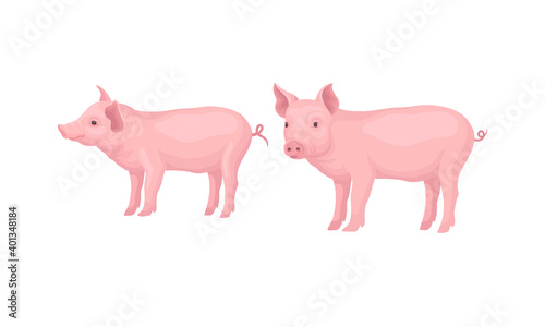Pink Pig as Even-toed Ungulate Domestic Animal in Different Poses Vector Set