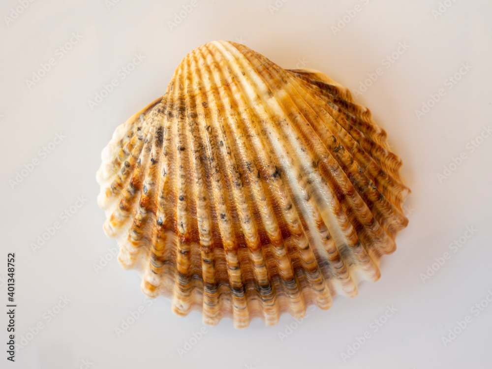 Close up of the upper side of a sea shell. Wavy surfaces with shades of yellow and orange. Background for different needs Close up of the upper side of a sea shell. Wavy surfaces with shades of yellow and orange. Background for different needs