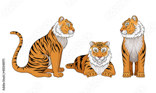 Tiger as Large Cat Specie with Dark Vertical Stripes on Orange-brown Fur Vector Set