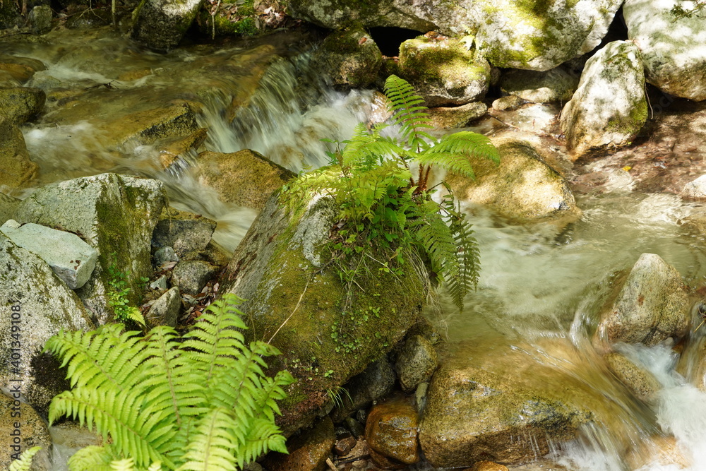 Obraz premium 清流（滋賀県大津市 比良山登山口）(mountain stream,leaf,fresh verdure,water)