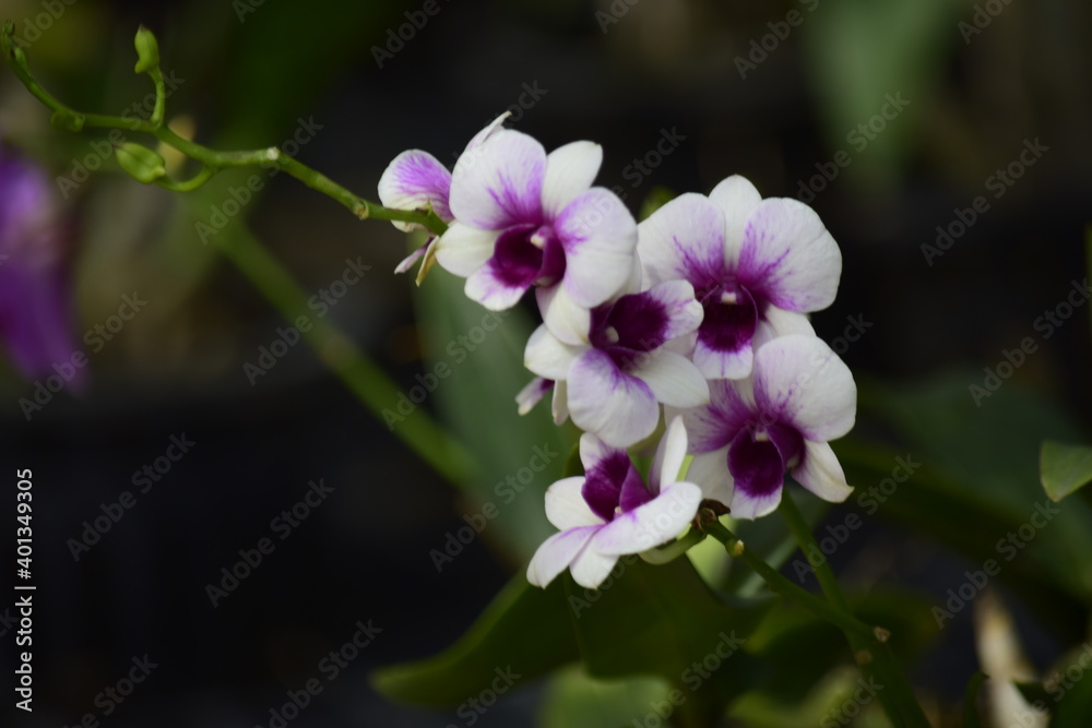 Beautiful orchid flower with nature background 2020. Beautiful orchid flower with nature background 2020.
