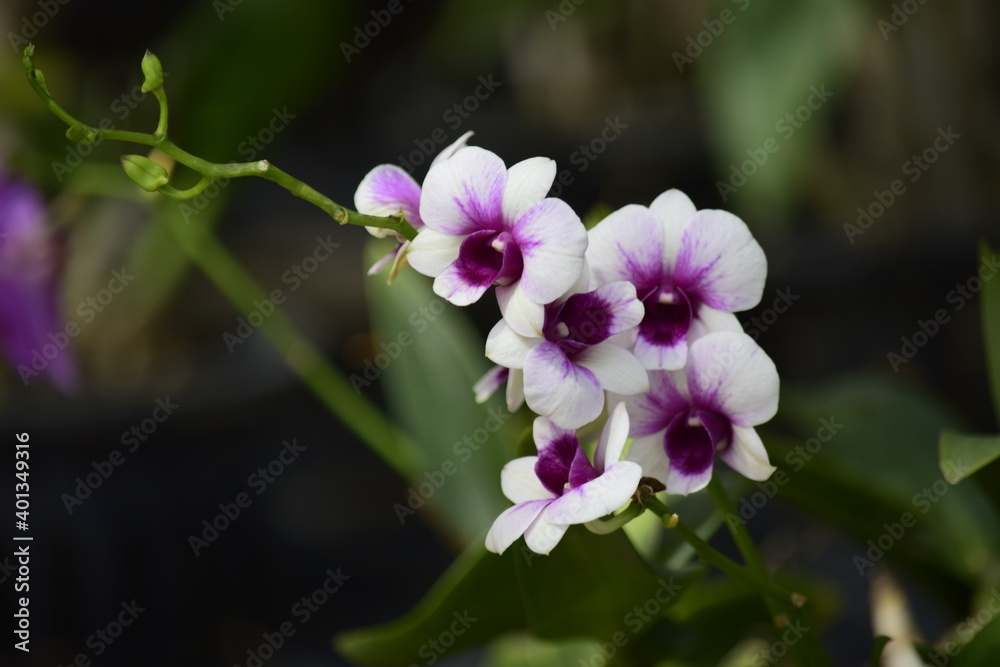 Beautiful orchid flower with nature background 2020. Beautiful orchid flower with nature background 2020.