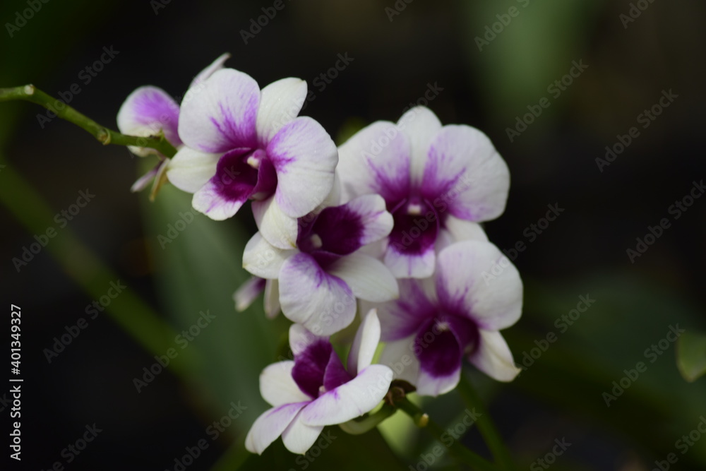 Beautiful orchid flower with nature background 2020. Beautiful orchid flower with nature background 2020.