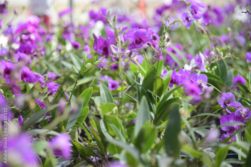Beautiful orchid flower with nature background 2020. Beautiful orchid flower with nature background 2020.