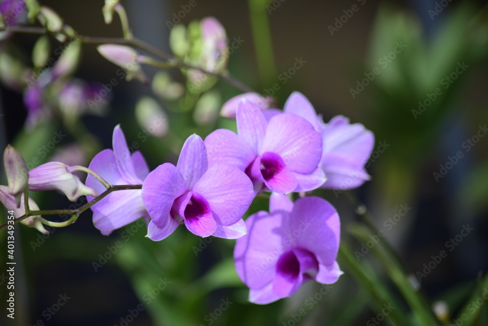Beautiful orchid flower with nature background 2020. Beautiful orchid flower with nature background 2020.