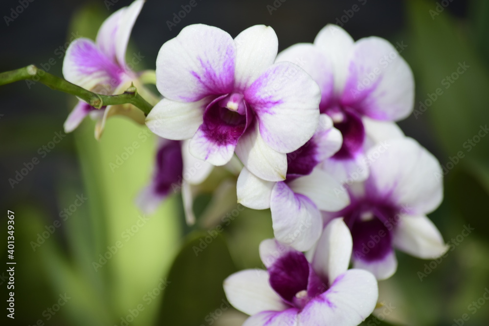 Beautiful orchid flower with nature background 2020. Beautiful orchid flower with nature background 2020.