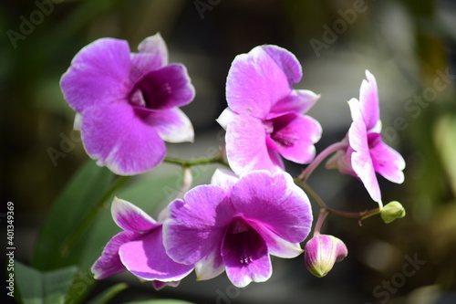 Beautiful orchid flower with nature background 2020. © SITTICHOK