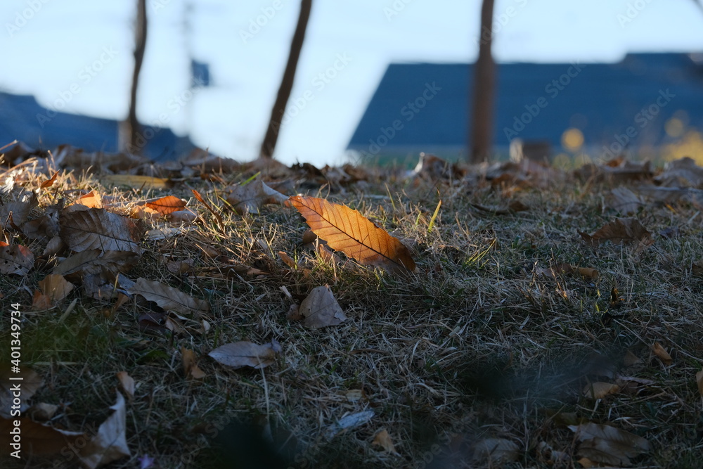 冬枯れの野。brown dry leaves scattered on ground 冬枯れの野。brown dry leaves scattered on ground
