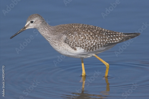 Lesser Yellowlegs (Tringa flavipes) a rare North American vagrant, Lower Moors, St Mary's, Scilly Isles, Cornwall, England, UK.