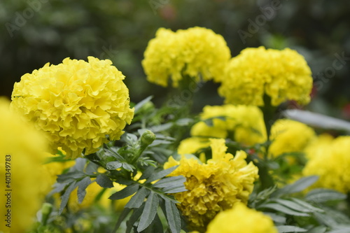 Beautiful brightly colored flowers planted in the garden.