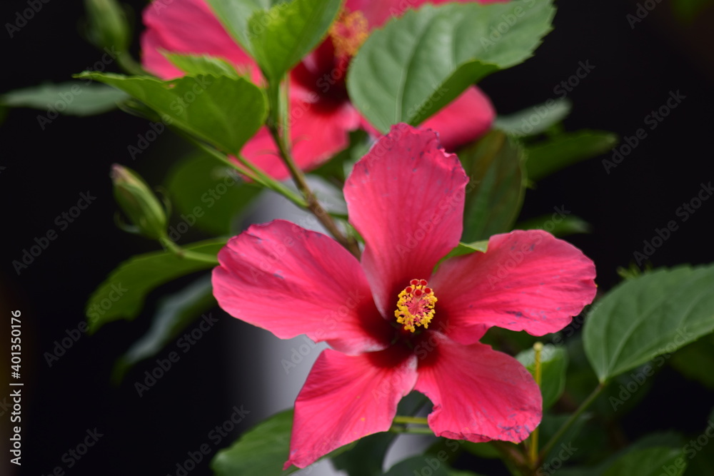 Beautiful flowers planted in the park. Beautiful flowers planted in the park.