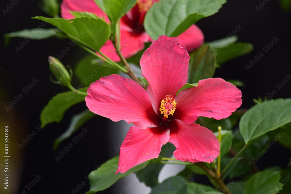 Beautiful flowers planted in the park. Beautiful flowers planted in the park.