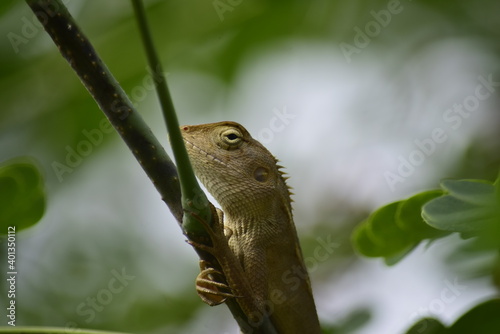 Chameleon in the park.