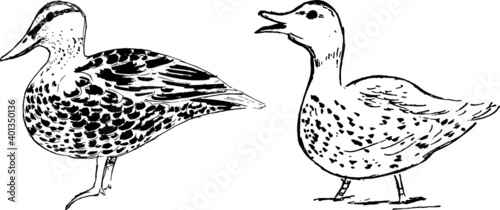 Ducks ink illustration. Bird vector drawings. Nature theme sketches group. Animals artwork. Simple minimal line art style. 
