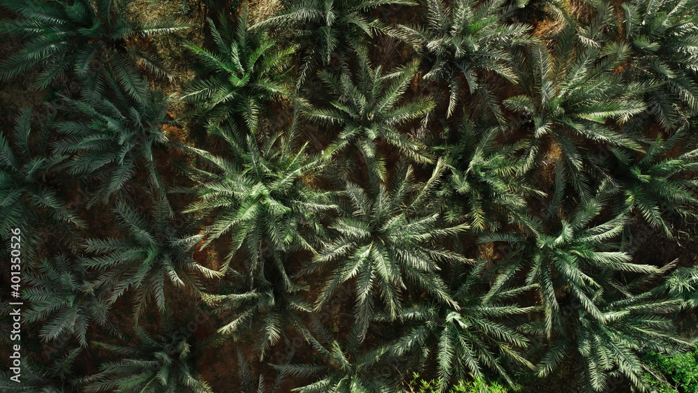 Aerial view Of the date palm garden in northern Thailand