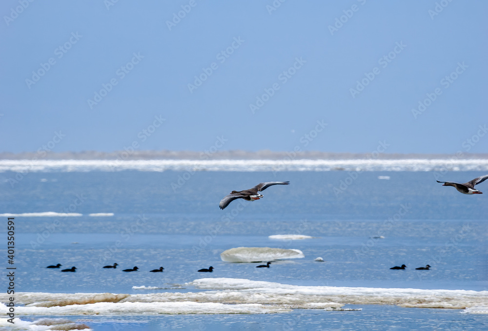 Naklejka premium Greater White-fronted Goose (Anser albifrons) in Barents Sea coastal area, Russia