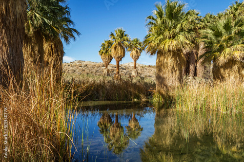 Palm trees surround an oasis in the desert of Southern California near Palm Springs