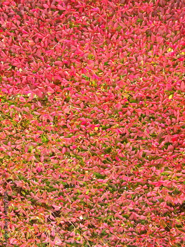 生垣の紅葉のドウダンツツジ © smtd3