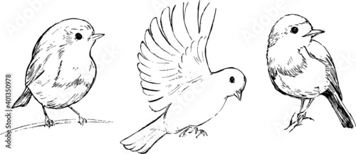 Robin birds illustration set. Birds black and white vector drawings group. Animals nature wildlife theme. Minimal sketchy simple style. 