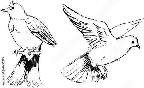Skylark ink illustrations set. Monochrome drawings of birds. Vector black and white animals art. Nature theme. Engraving style. 
