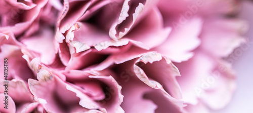 Fototapeta Naklejka Na Ścianę i Meble -  Abstract floral background, pink carnation flower petals. Macro flowers backdrop for holiday brand design