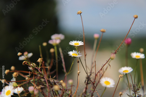 daisies in a field