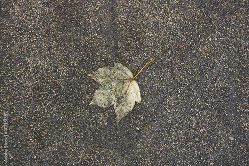 leaf on asphalt