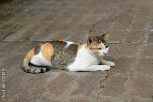 Close-up of three colored cat, was lying on the floor. © MRSUTIN