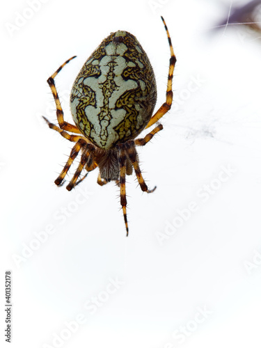 wildlife photo of a oak spider - Aculepeira ceropegia photo