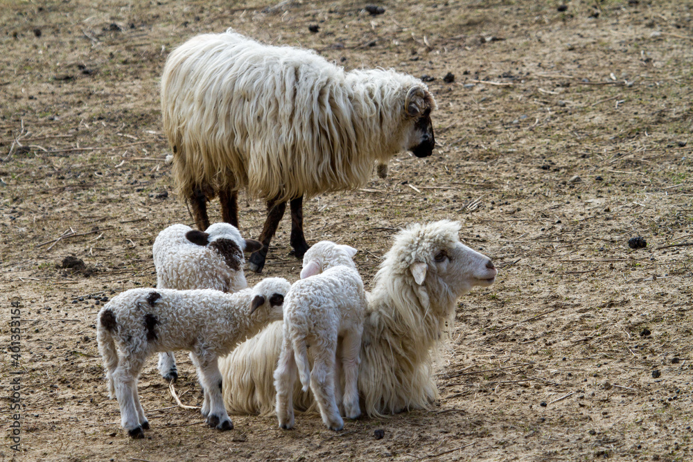 Fototapeta premium Flock of sheep