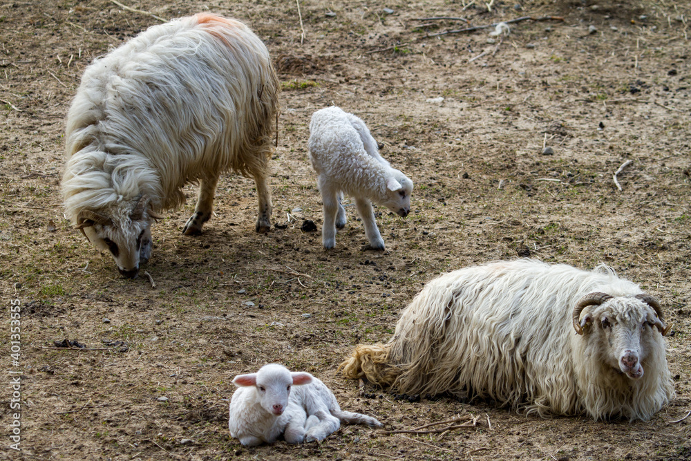 Naklejka premium Lambs in the pasture