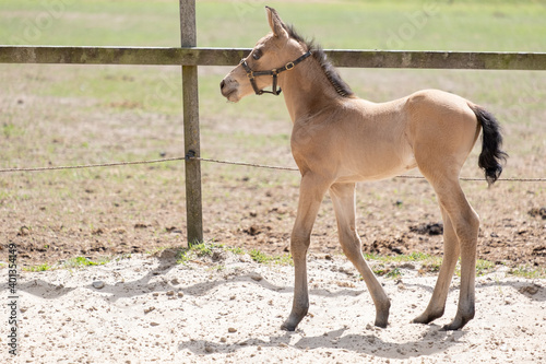 Young newly born yellow foal standsin the sand, newborn filly. Shadow and sun