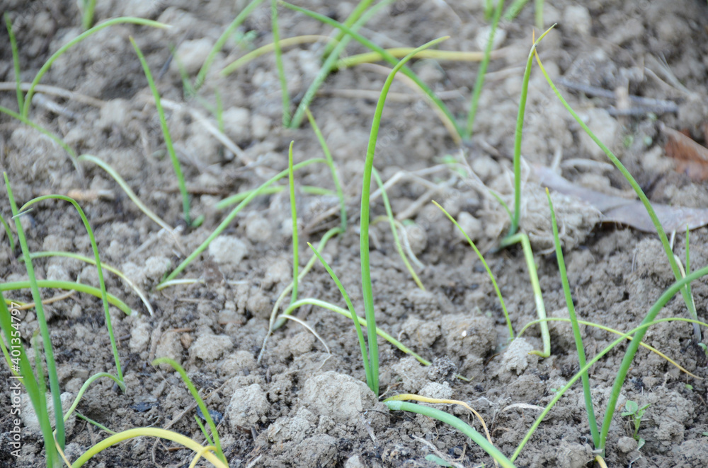 bunch the ripe green onion plant seedlings in the farm. bunch the ripe green onion plant seedlings in the farm.