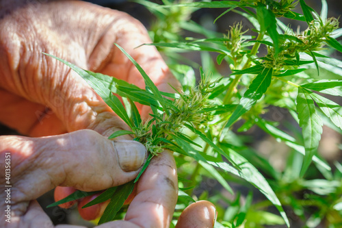 Close-Up Of Hand Holding Green Cannabis ruderalis photo